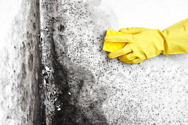 Springfield, OH Mold Removal Company