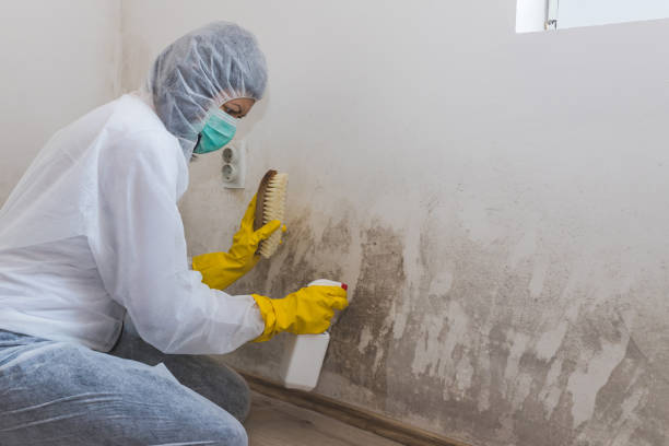 Attic Mold Removal in Springfield, OH