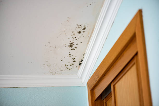 Best Same-Day Mold Removal  in Springfield, OH