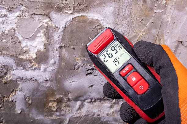Best Local Mold Removal Service  in Springfield, OH