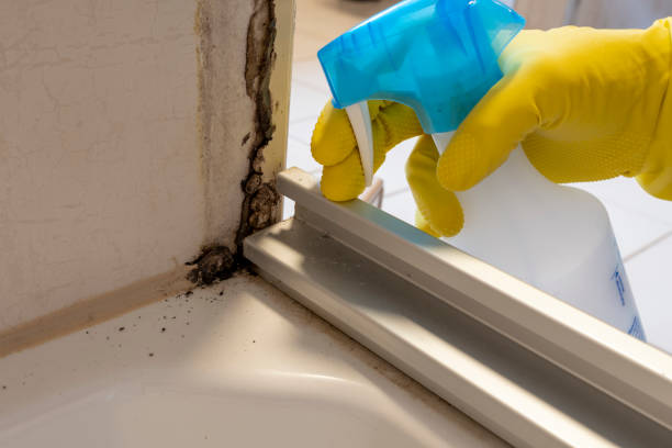 Professional Mold Removal in Springfield, OH