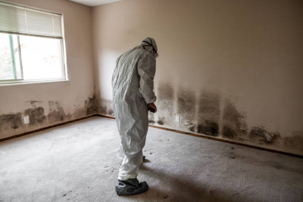 Best Toxic Mold Removal  in Springfield, OH