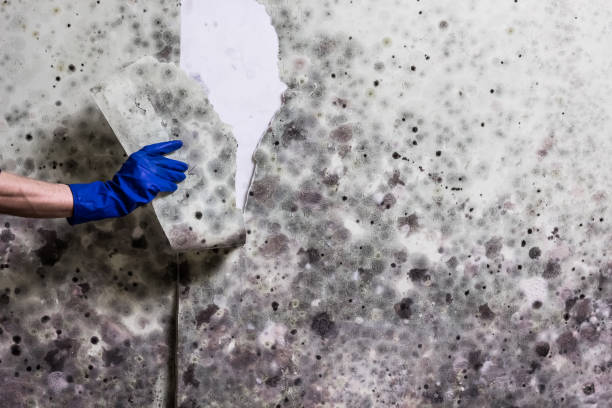 Best Crawl Space Mold Removal  in Springfield, OH